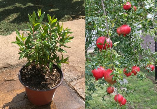 Dwarf Pomegranate (Punica Granatum) | Plant in 9cm pot | UK Hardy | Organic