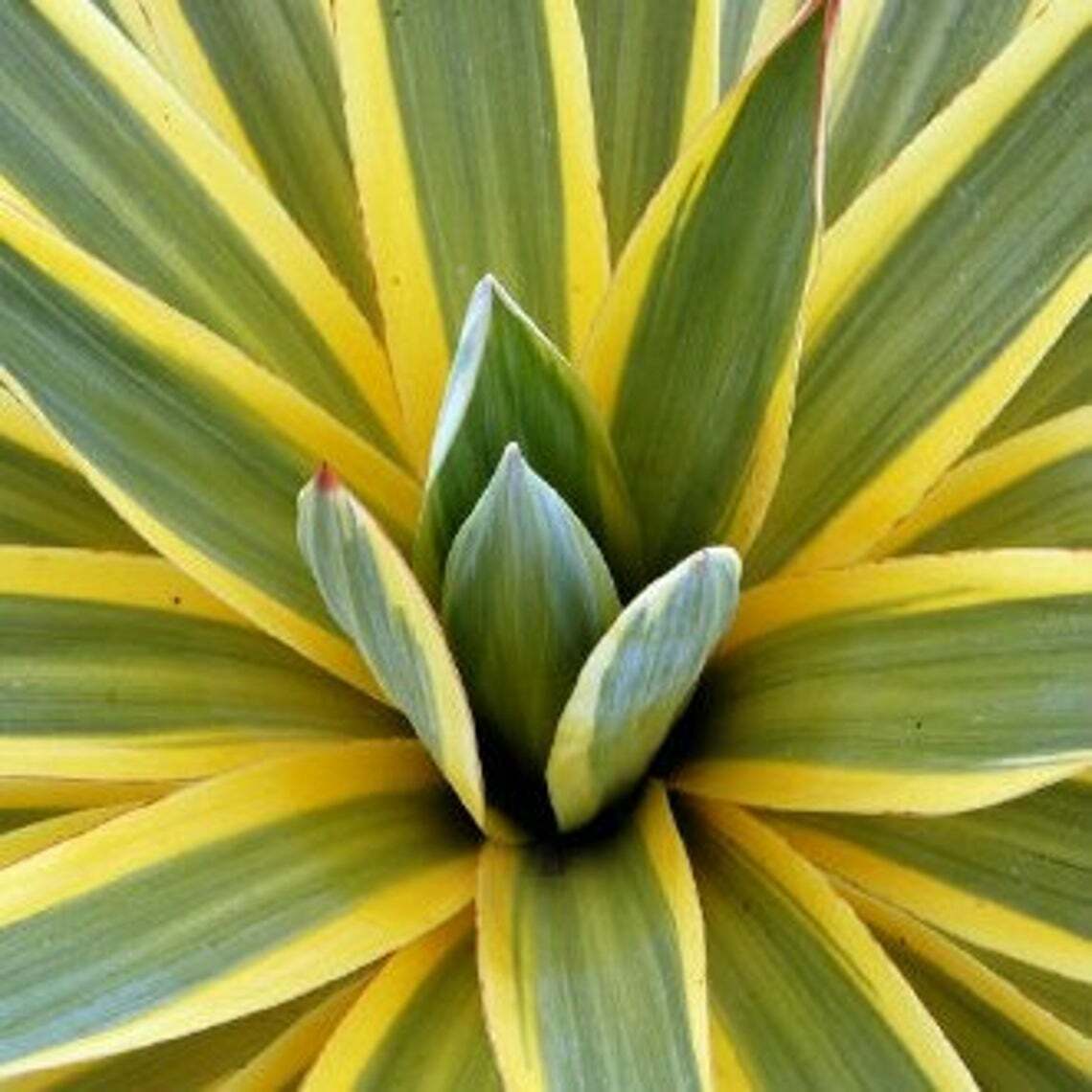 Yucca Gloriosa Variegata "Spanish Dagger" | 20+ seeds