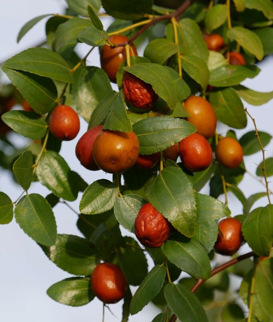 Jujube Red Chinese Date (Ziziphus Jujuba) | 10 fresh seeds | Same Day Dispatch