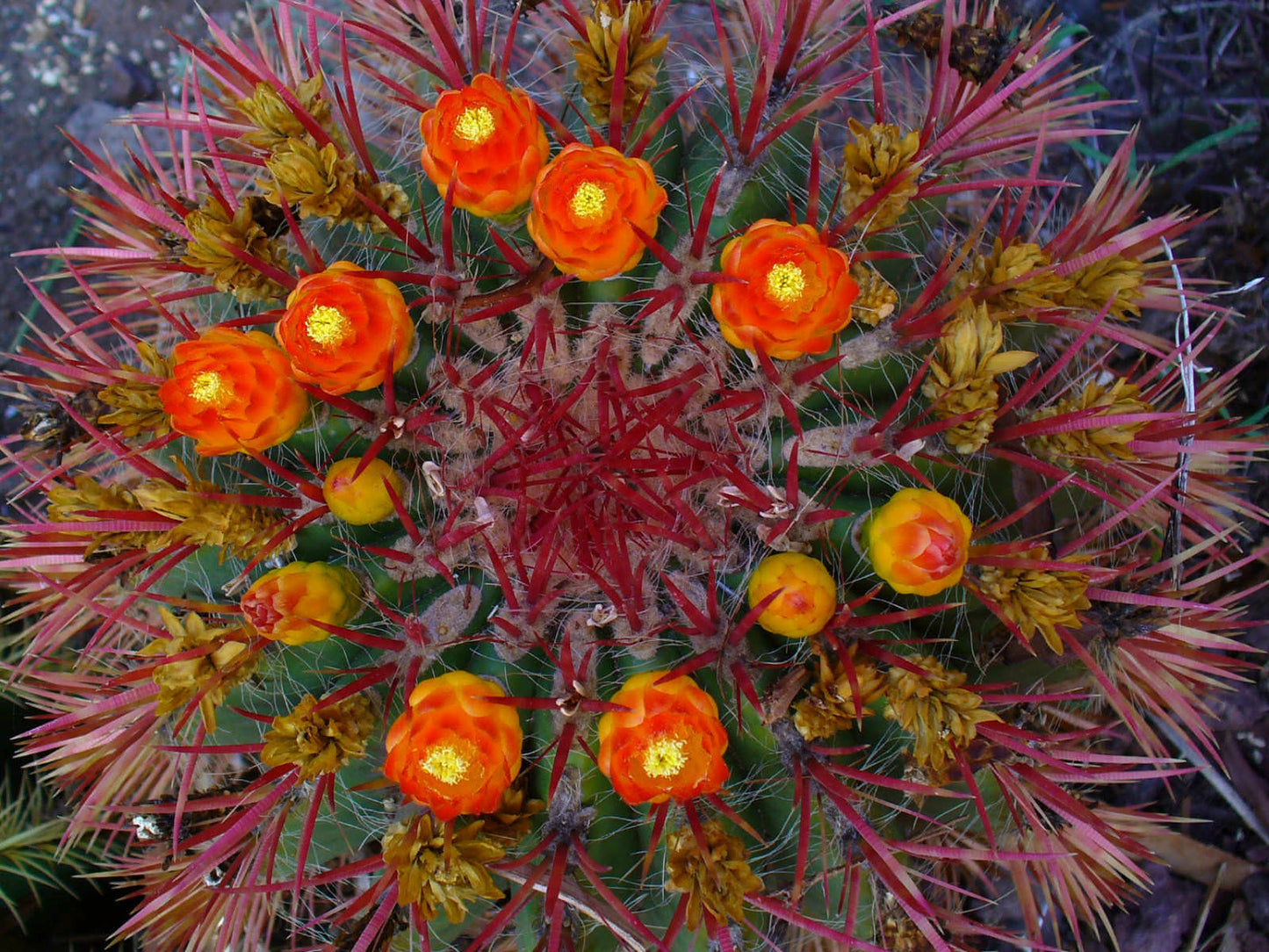 Mexican Lime Cactus (Ferocactus Pilosus) | 25+ seeds