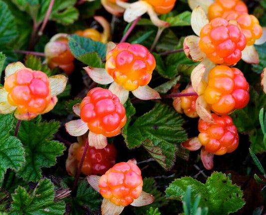 Cloudberry (Rubus Chamaemorus) | 6 seeds | Rare | Superfruit