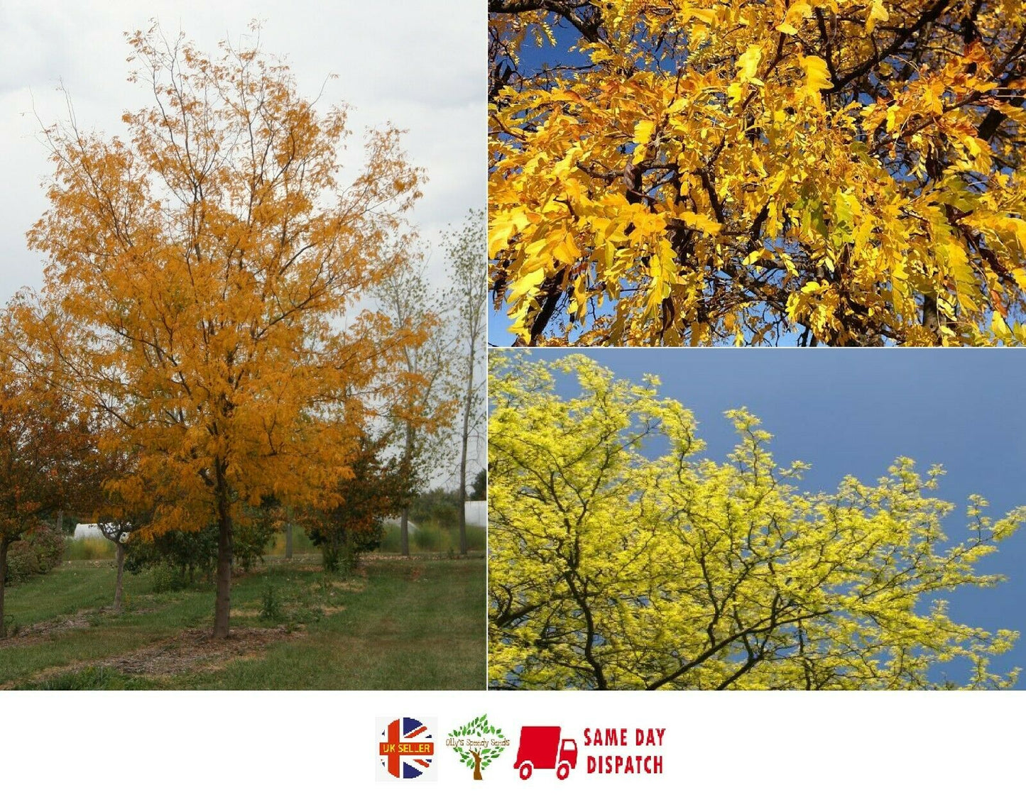 Honey Locust (Gleditsia Triacanthos) 20+ seeds | Fast Growing