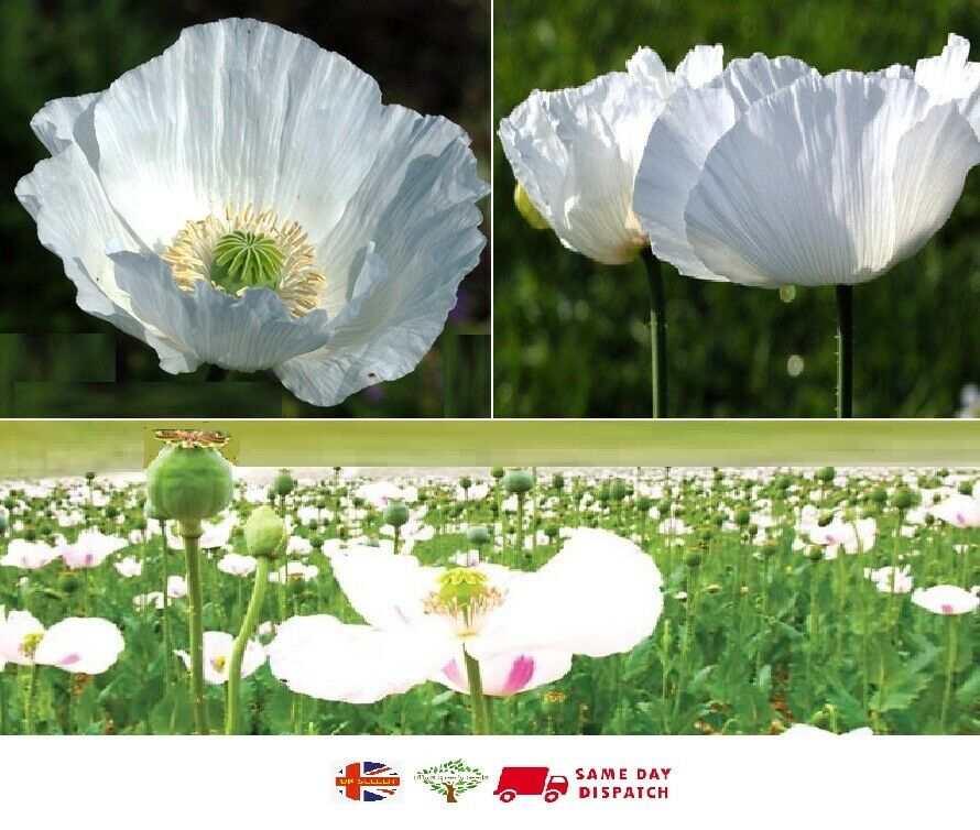 P. Somniferum "Indian Album White" | Poppy | 1000+ Seeds