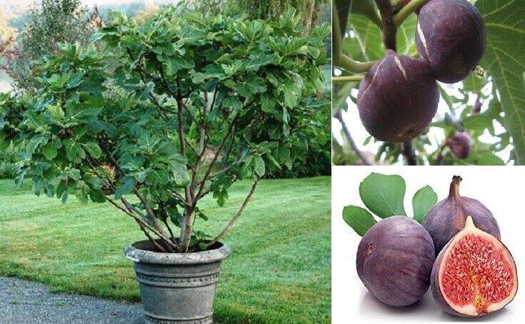Purple Fig (Ficus Carica Purpurea), 30+ seeds