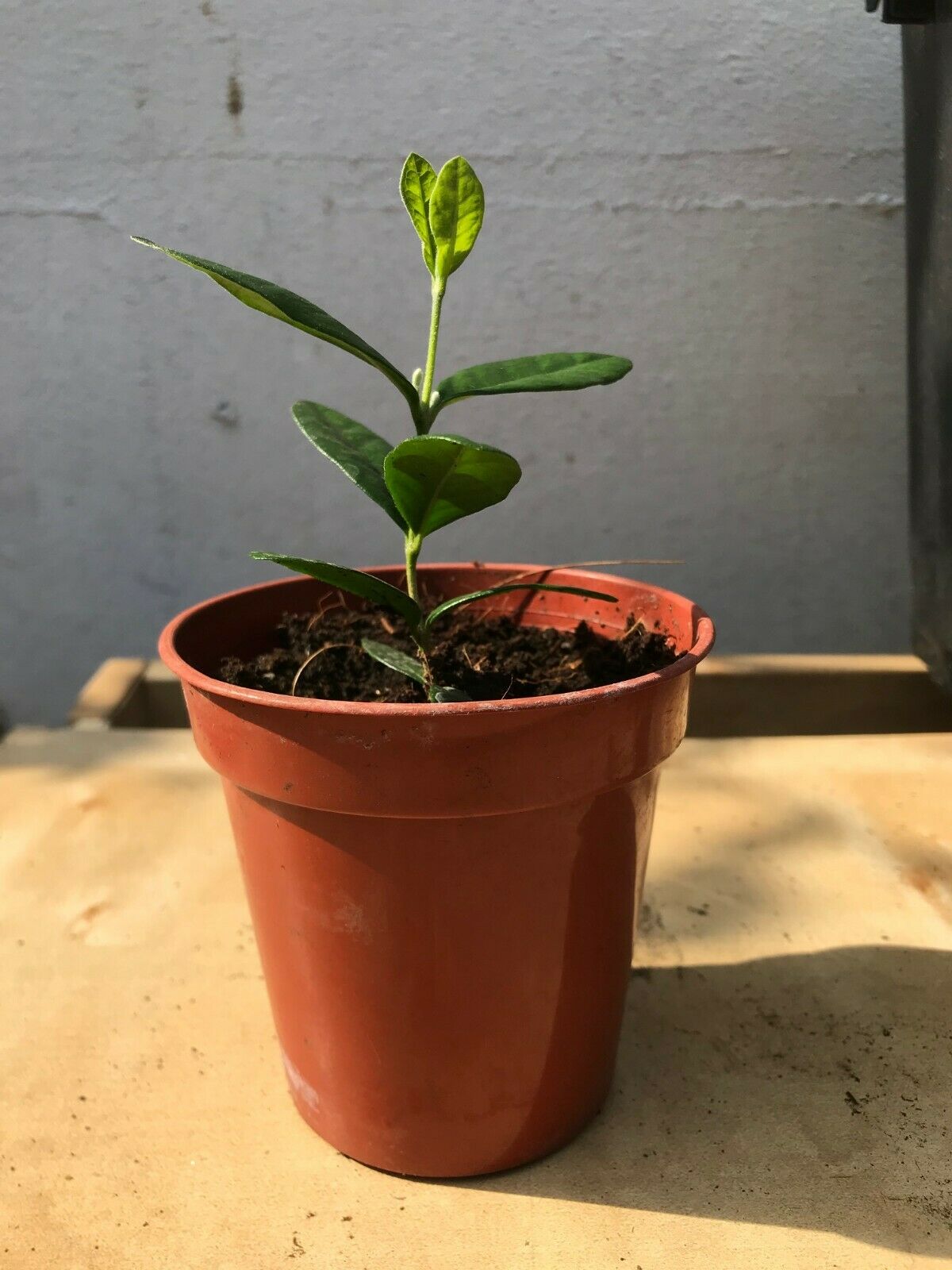 Pineapple Guava | Acca Feijoa Sellowiana | 20+ seeds