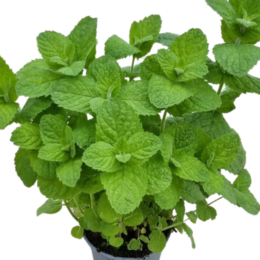 Pineapple Mint Mentha Suaveolens 50 seeds | Aroma | Mojito | Same Day Dispatch