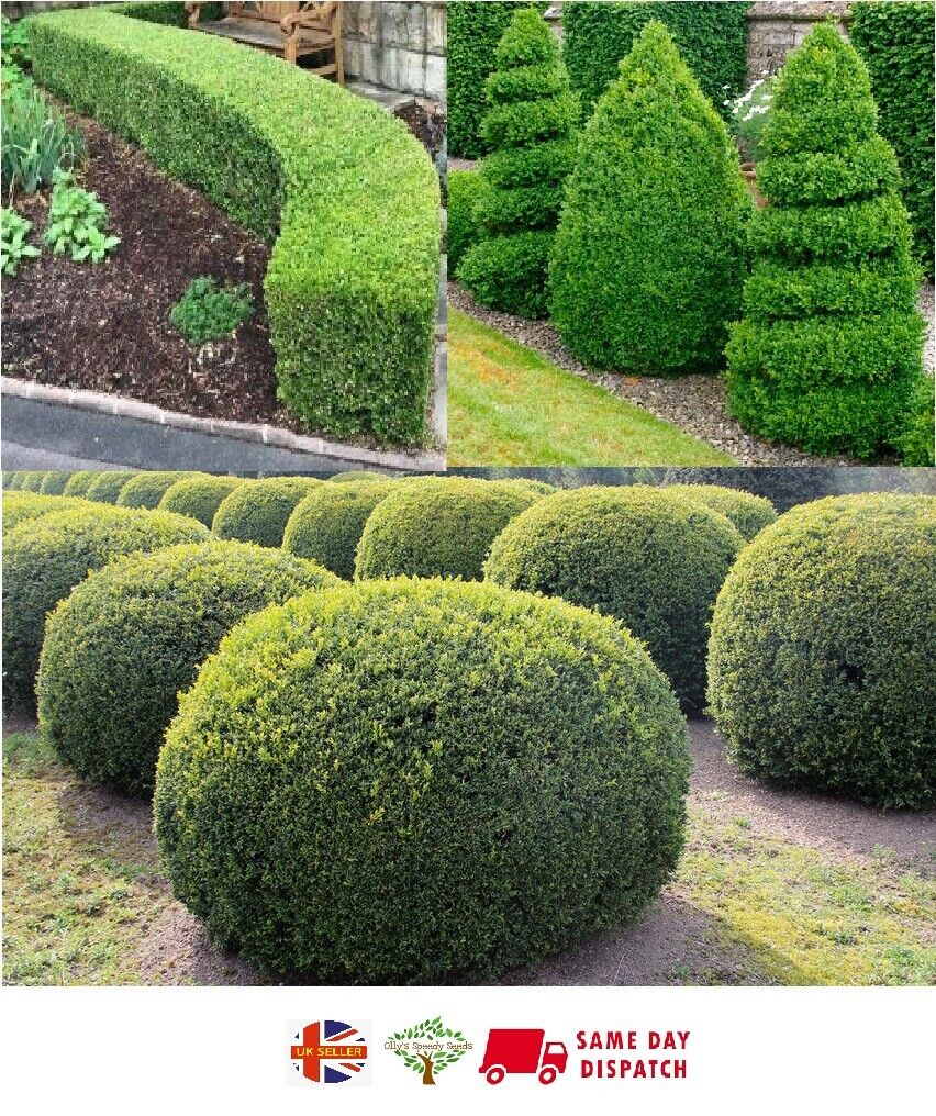 Box (Buxus Sempervirens) | 30+ seeds | Hedging | Topiary