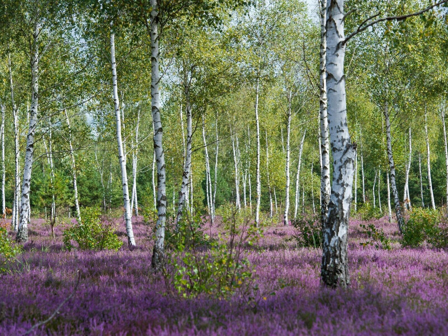 Silver Birch Tree in 9cm pot | Organic | Hardy Fast Growing | Same Day Dispatch