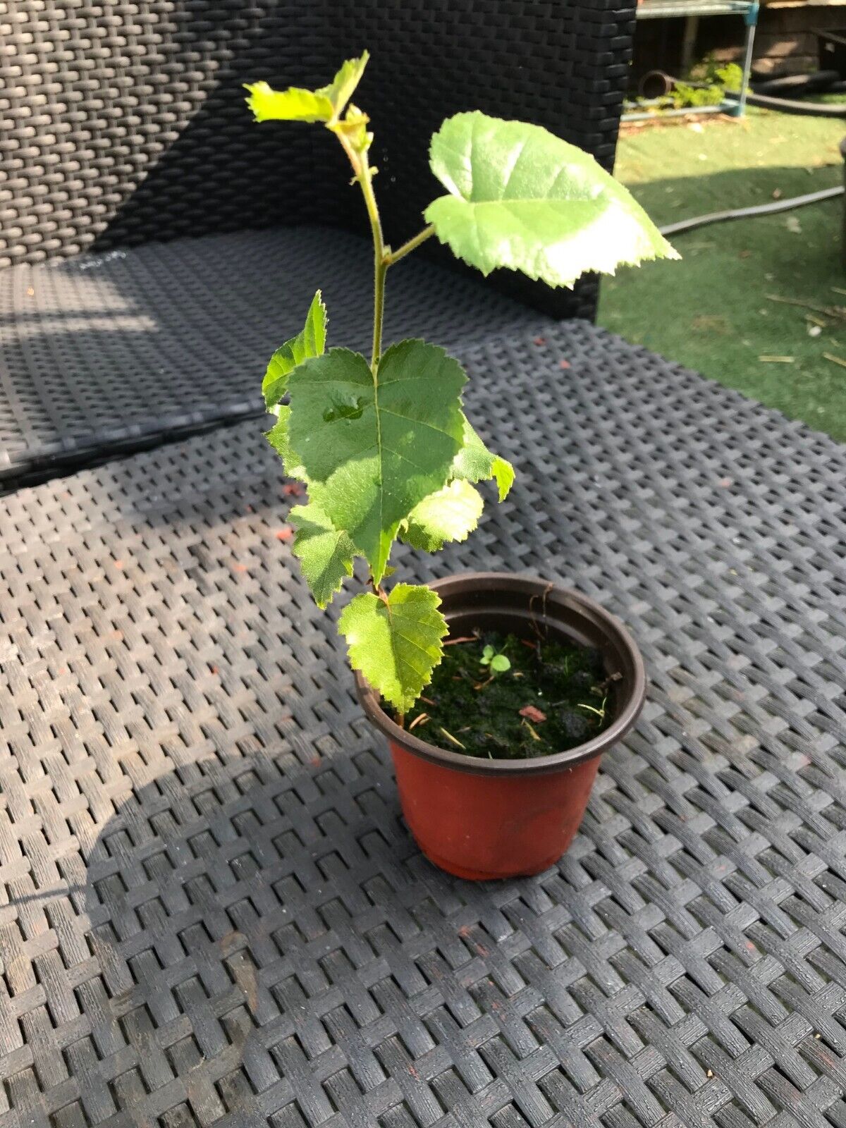 Silver Birch Tree in 9cm pot | Organic | Hardy Fast Growing | Same Day Dispatch