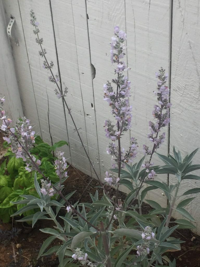White Sage | Salvia Apiana | 50+ seeds | Smudging