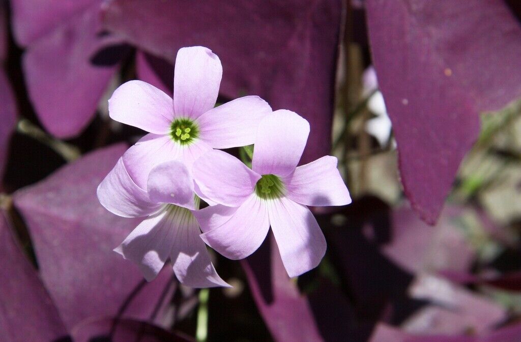 Purple Butterfly Plant (Oxalis Triangularis) Easy Houseplant