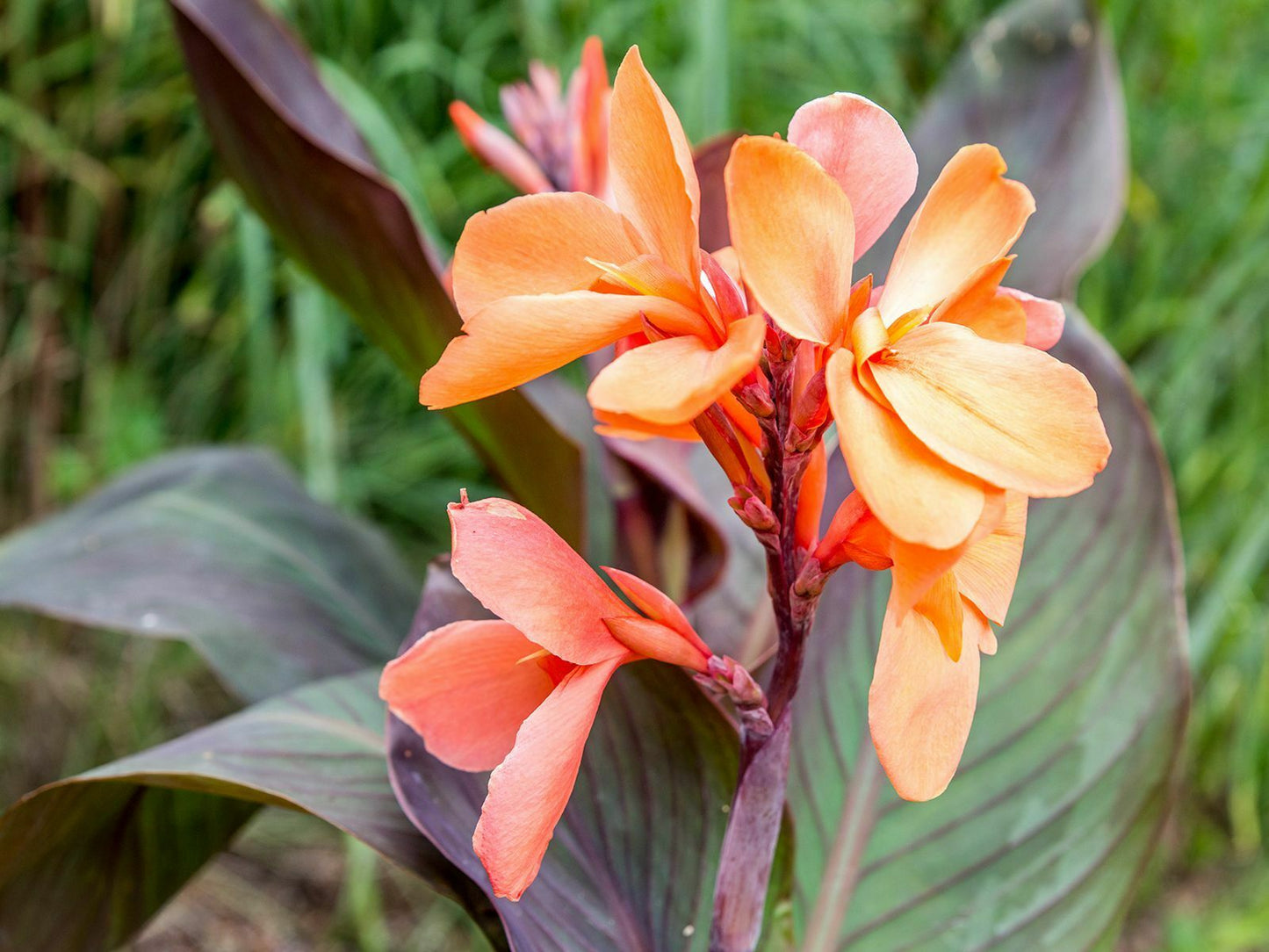 Canna - Jaegeriana | Orange Canna Lily | 10 seeds | High Germination