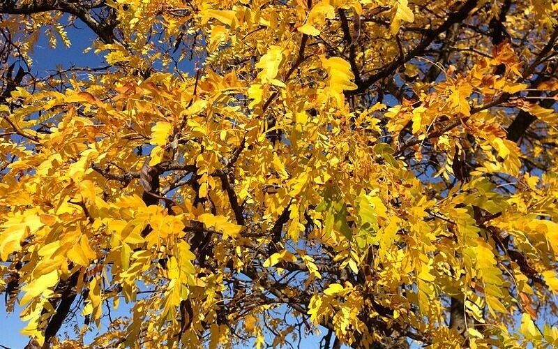 Honey Locust (Gleditsia Triacanthos) 20+ seeds | Fast Growing