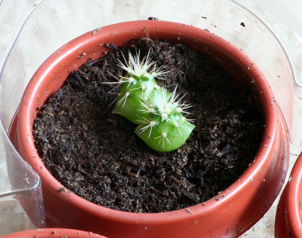 Saguaro Giant Cactus (Carnegiea Gigantea) | 20+ fresh Seeds