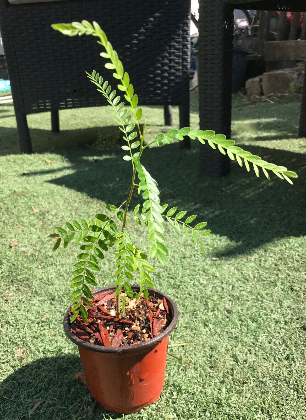Honey Locust (Gleditsia Triacanthos) | Plant in 12 cm pot | Same Day Dispatch