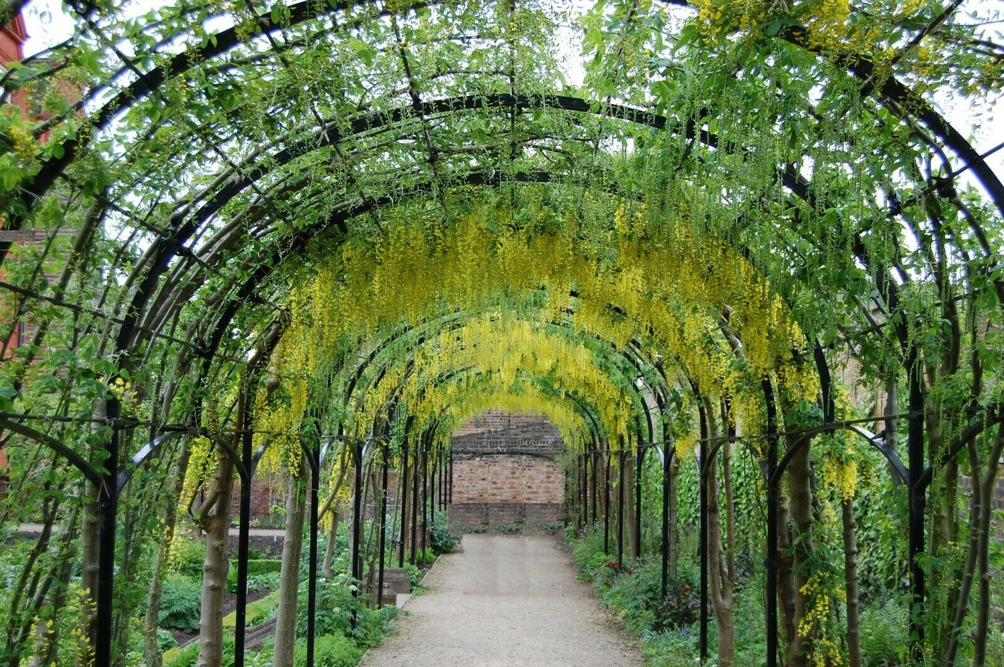 Laburnum Tree (Laburnum Anagyroides) | Golden Rain | Same Day Dispatch