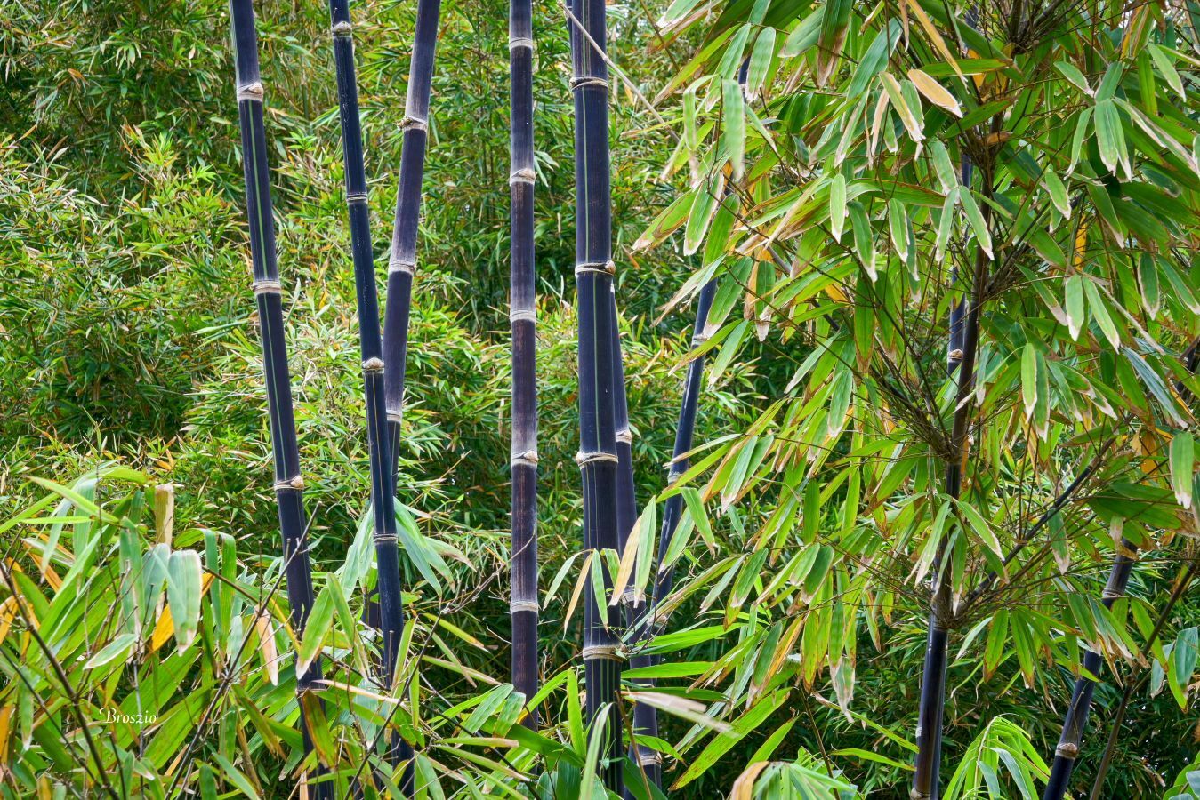 Giant Bamboo (Dendrocalamus Asper) | 10 seeds | UK Hardy