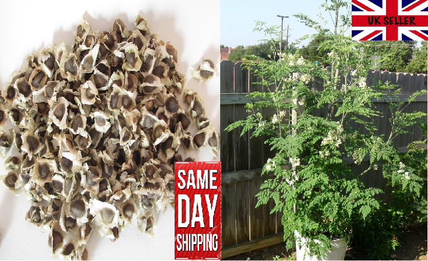 Moringa Oleifera "Drumstick tree" 30 fresh seeds. Fast Growing Same Day Dispatch