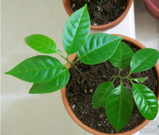 Sweet-Sop | Custard Sugar-Apple (Annona Squamosa) | 20+ seeds