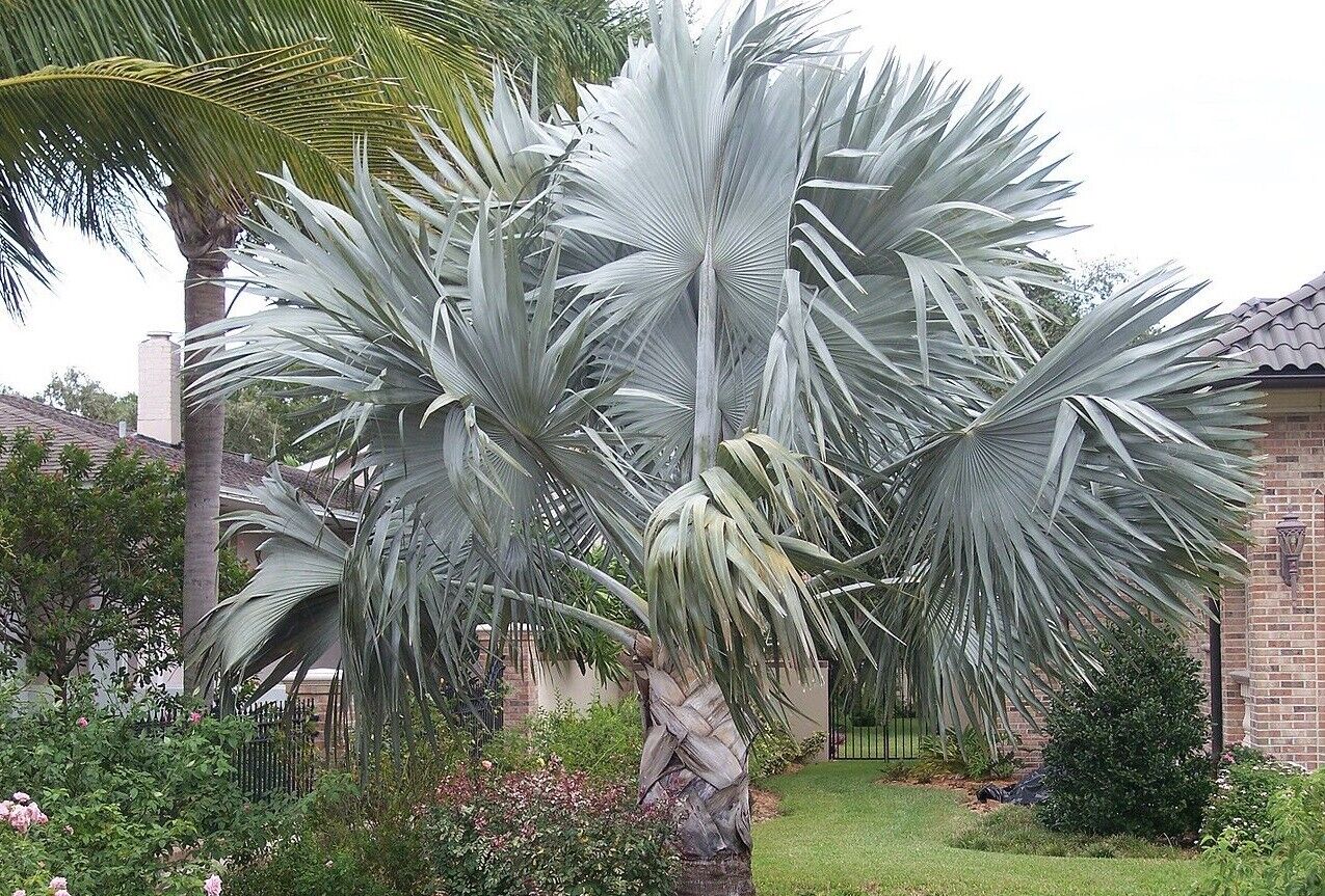 Bismarck Palm (Bismarckia Nobilis) | Silver | 3 large seeds | Same Day Dispatch