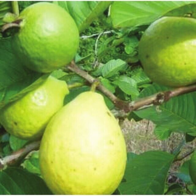 Pink Guava (Psidium Guajava) | 25+ seeds
