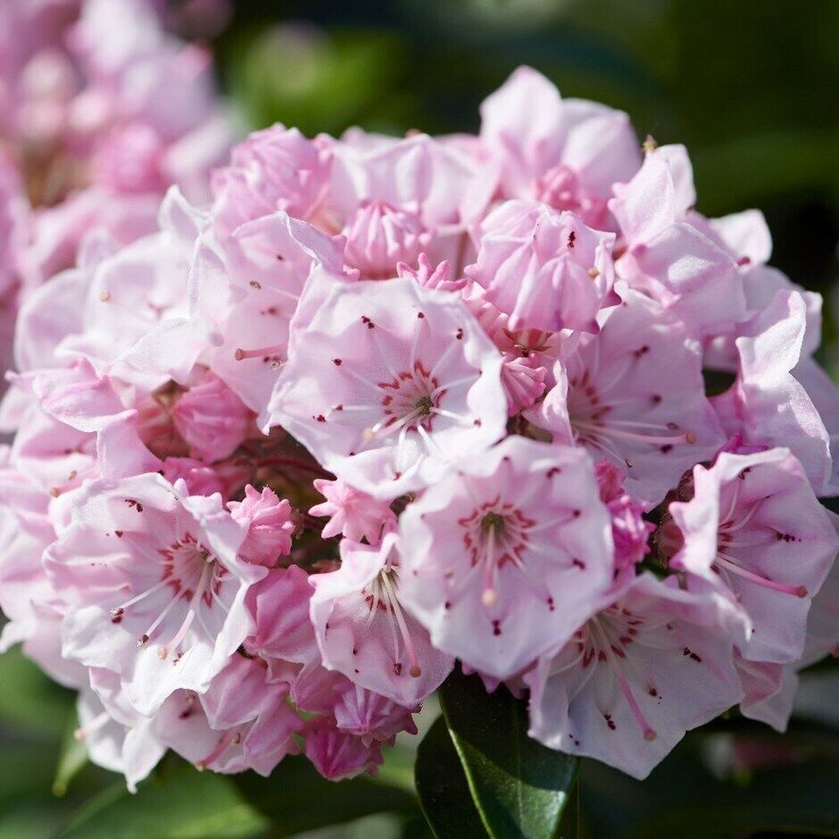 Mountain Laurel (Kalmia Latifolia) | 50+ seeds | UK Hardy | Rare|