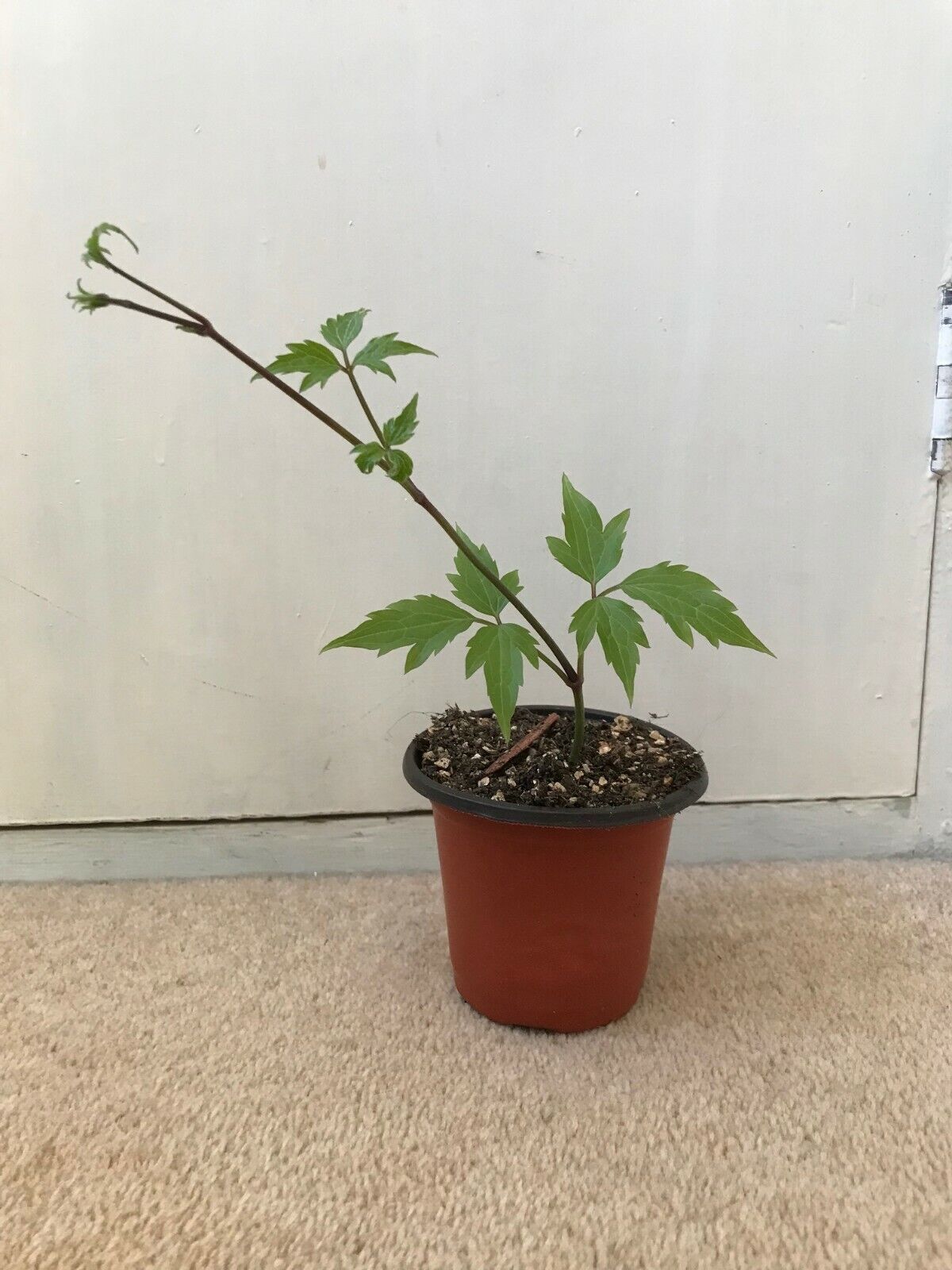 Clematis Montana "Elizabeth" 9cm pot | Very Fast Growing | Rapid Dispatch