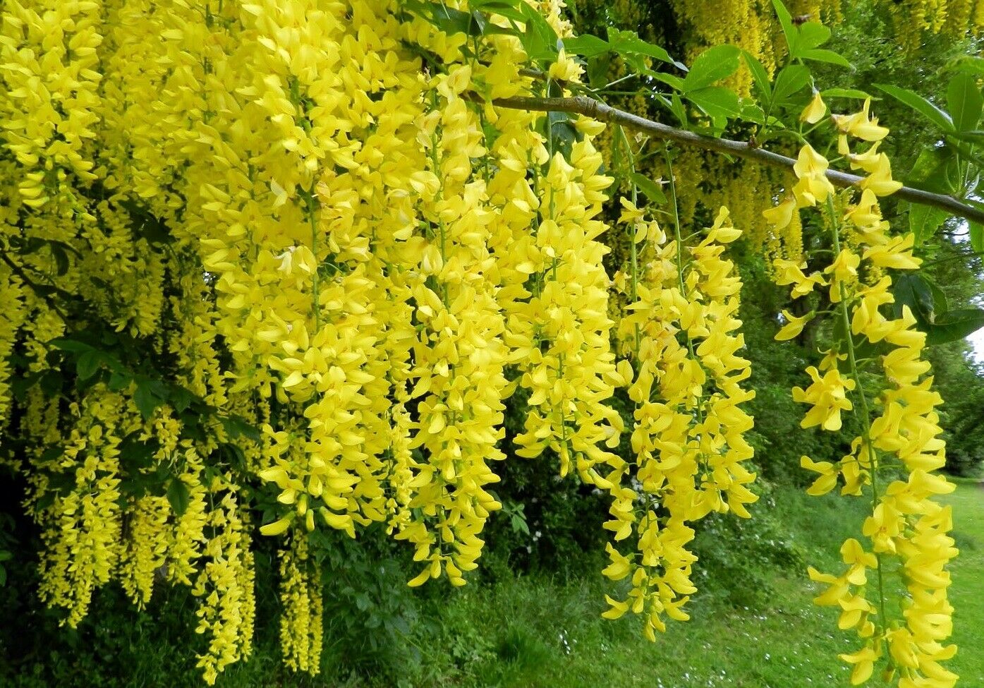 Laburnum Anagyroides "Golden Chain" 50+ seeds | Fast Growing