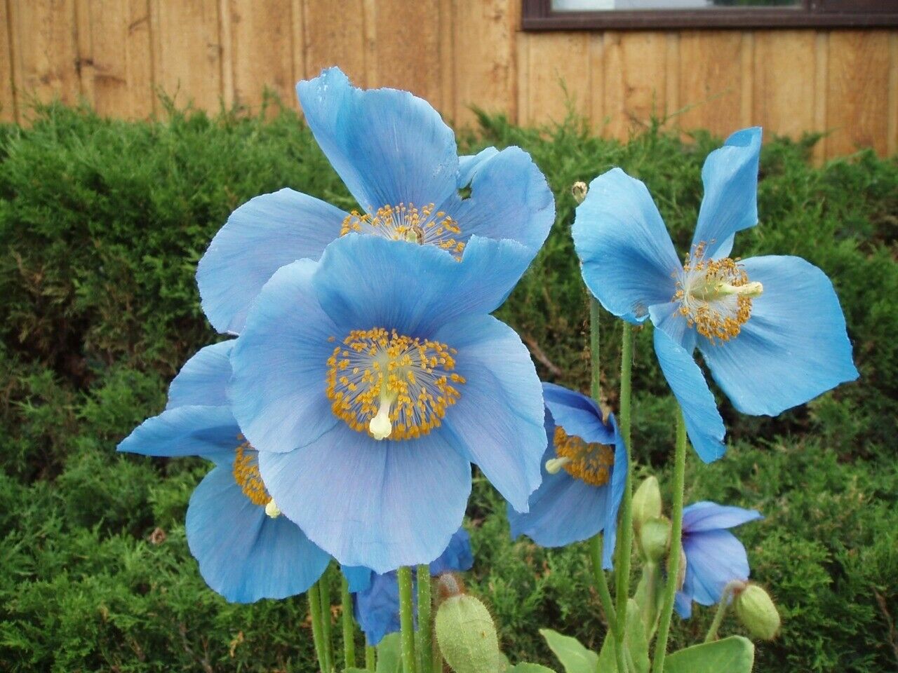Himalayan Blue Poppy (Meconopsis Betonicifolia) 50+ seeds Same Day Dispatch