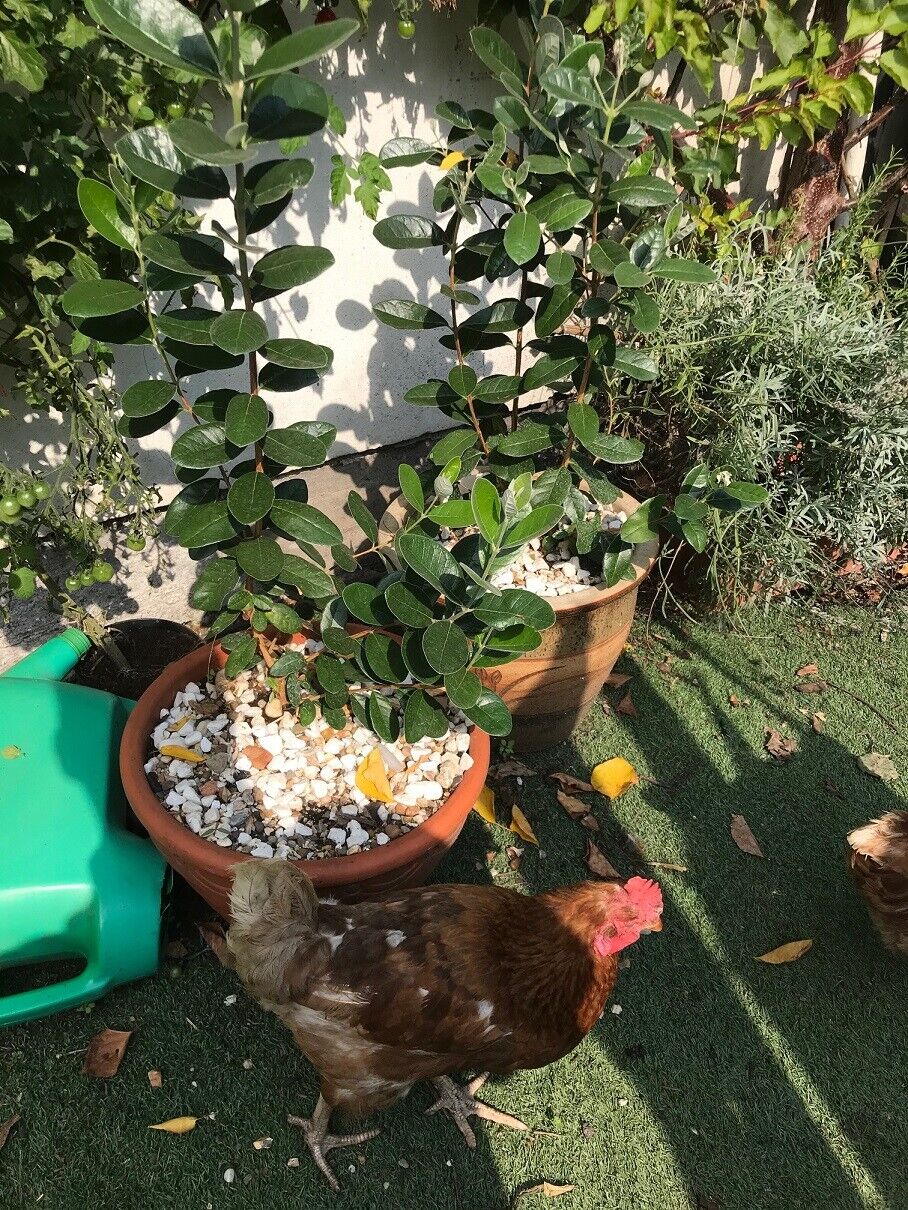 Pineapple Guava | Acca Feijoa Sellowiana | 20+ seeds