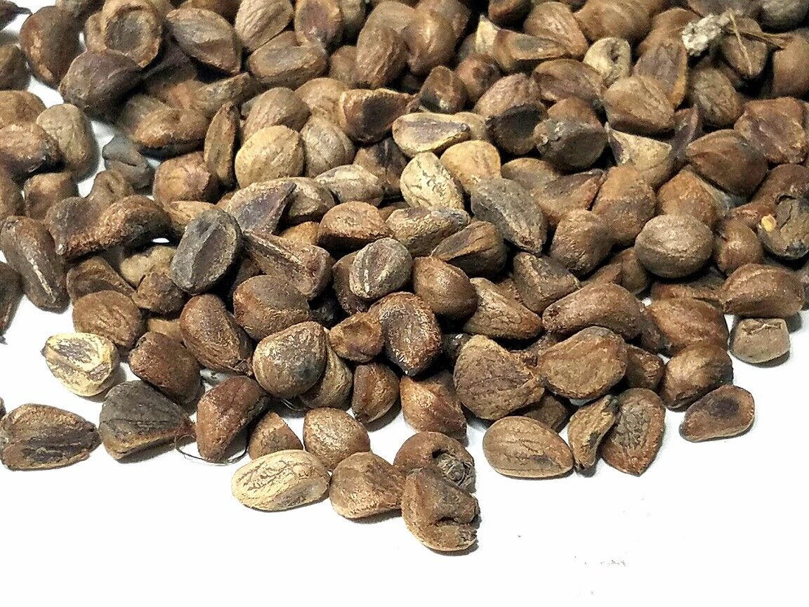 Hawaiian Baby Woodrose (Argyreia Nervosa) 30+ seeds | Untreated