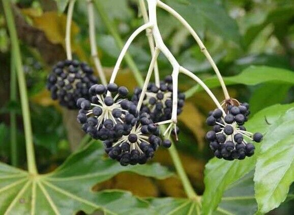Fatsia Japonica | 25+ seeds | Garden or House Plant | Birds | Same Day Dispatch