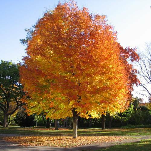 Sugar Maple (Acer Saccharum) | 20 seeds | Bonsai | UK Hardy | Same Day Dispatch