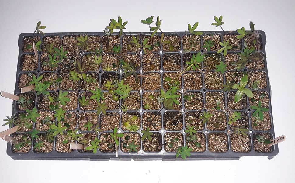 Lupin - 100+ fresh seeds | Russell Mix | RHS Gold Medal | Same Day Dispatch