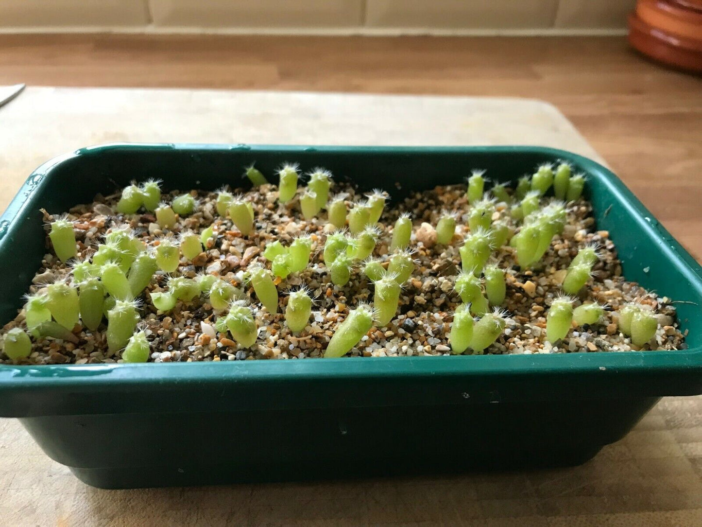 Golden Barrel Cactus (Echinocactus Grusonii) | 50+ seeds