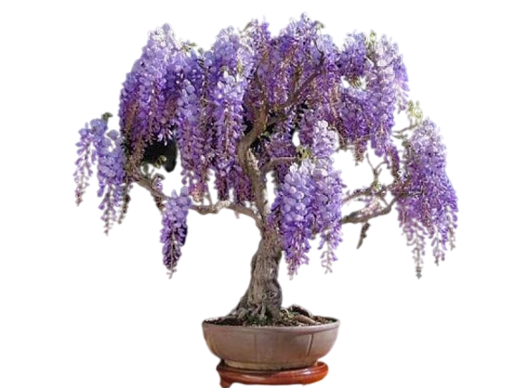 Bonsai Tree Seed Mix 1 | 40+ seeds, 10 of each