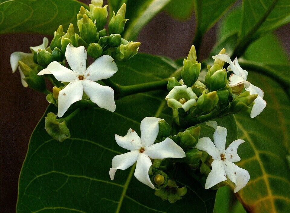 Voacanga Africana - 20seeds. Useful African small tree. Same Day Dispatch