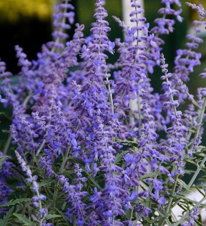 Russian Sage (Perovskia Atriplicifolia) | Organic | 15+ seeds