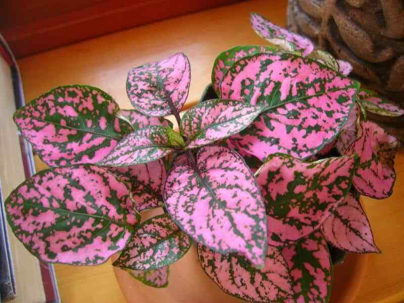 Hypoestes "Pink Splash Polka Dot" | 20 Seeds | House Plant | Same Day Dispatch