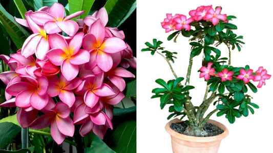 Red Frangipani (Plumeria Rubra) | 5 Seeds | HousePlant