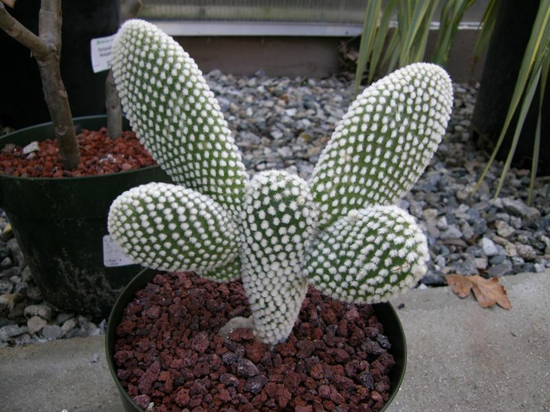 Bunny Ears Cactus 15+ seeds | Opuntia Microdasys v.Albispina