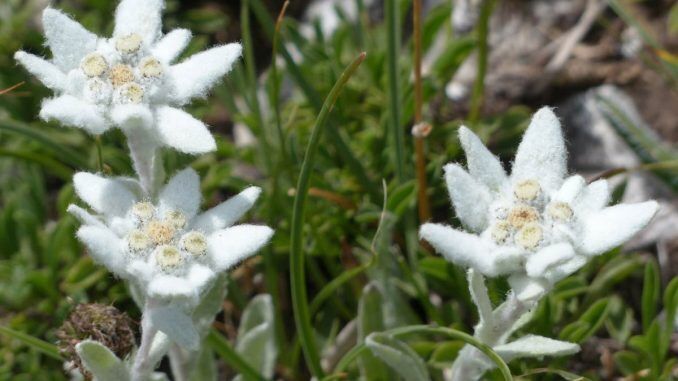 Edelweiss (Leontopodium Alpinum | 100 seeds | Alpine