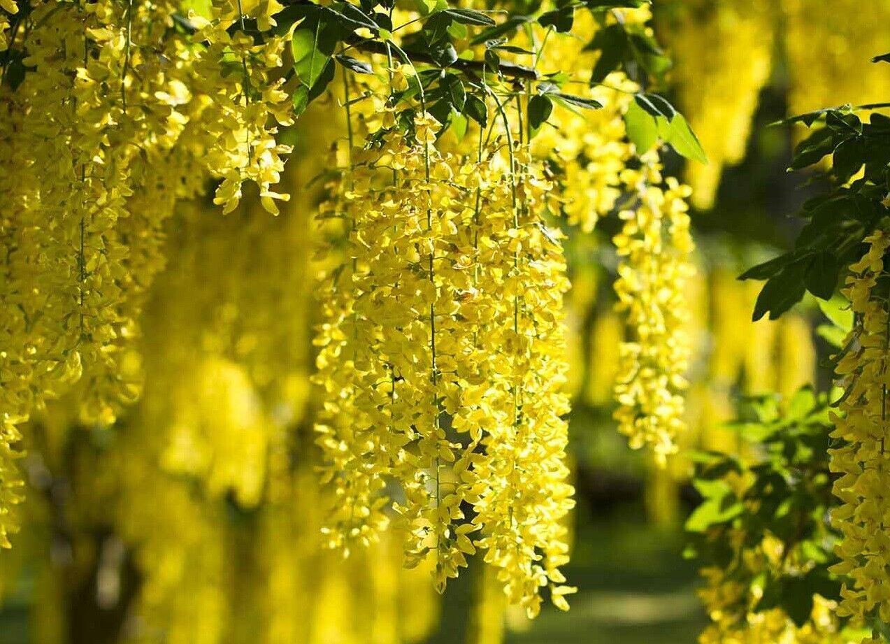 Laburnum Anagyroides "Golden Chain" 50+ seeds | Fast Growing