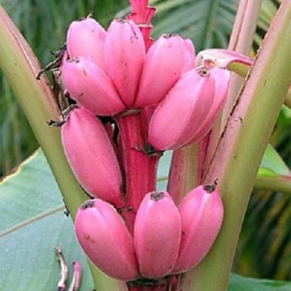 Pink Banana | Musa Velutina| 10+ seeds Dwarf Indoor / Outdoor