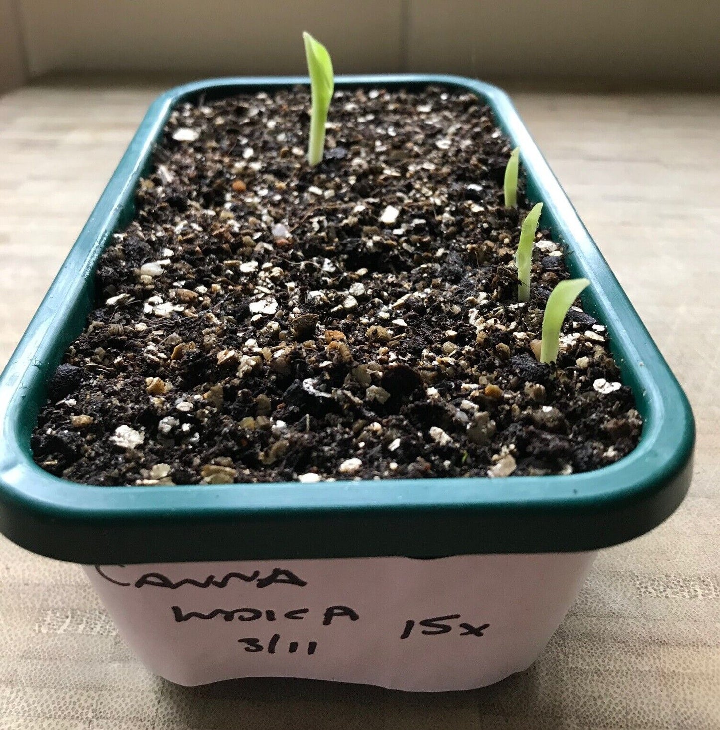 Canna - Tuerckheimii Giant | 10 fresh seeds | High Germination