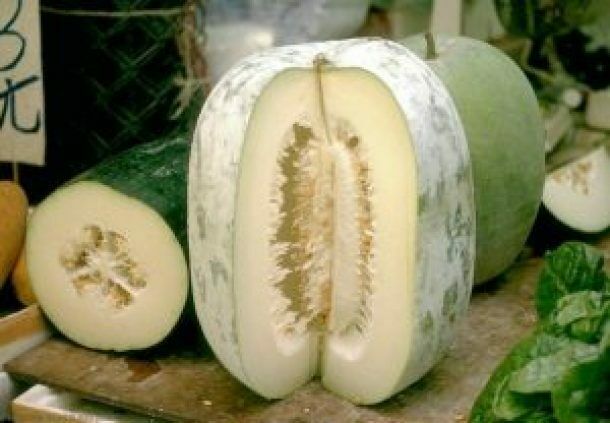 Ash Gourd / Winter Melon (Benincasa Hispida) | 5 seeds