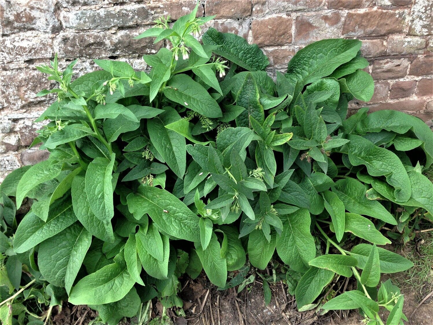 Comfrey | 25+ seeds | Great Fertiliser and Green Manure