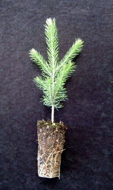 Grow your own Christmas Tree kit | Xmas idea | +FREE GIFT