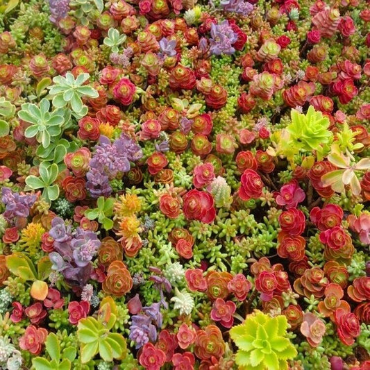 Sedum Mix | 1000+ seeds approx | Green Roof | Rock Garden
