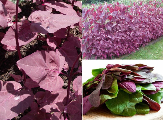 Red Orach (Atriplex hortensis Rubra) | 250+ seeds Easy & Tasty